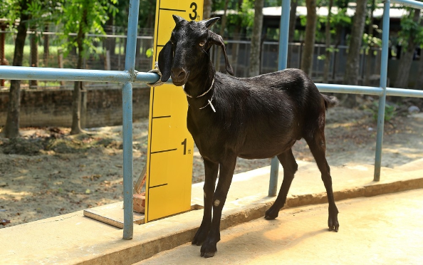 Goat wether (খাসি)